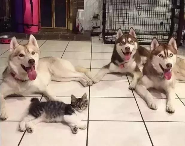 被三只狗养大的猫,被哈士奇养大的拉布拉多