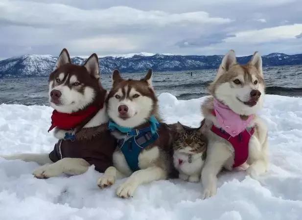 被三只狗养大的猫,被哈士奇养大的拉布拉多