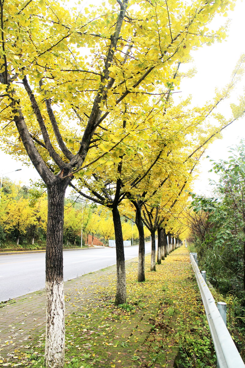 印象武隆属于什么档次,重庆旅行攻略观夜景