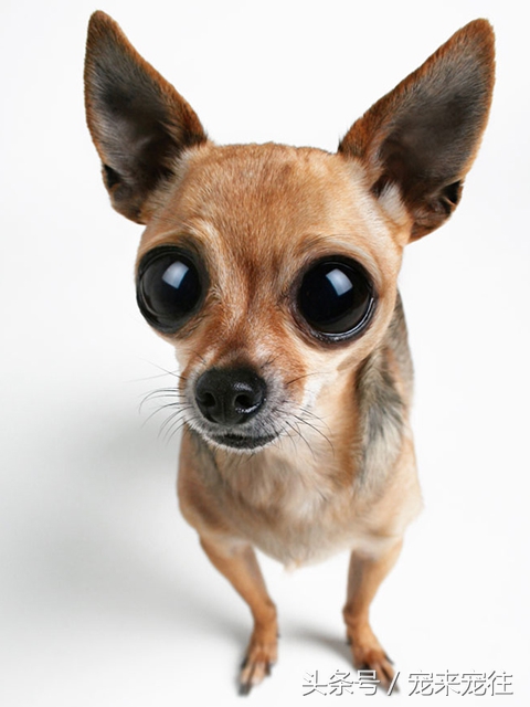 狗的饲养指南在线阅读,狗的饲养技巧与注意事项