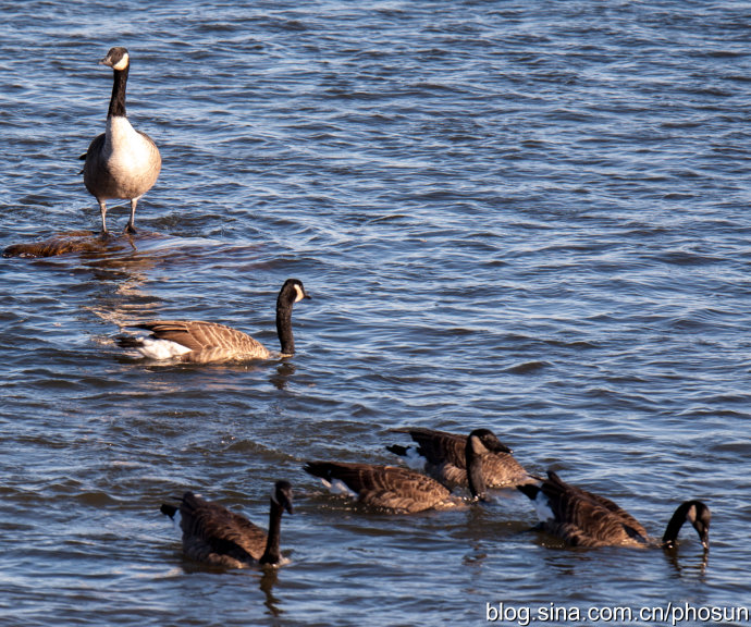 加拿大大雁泛滥成灾 (人类与大雁和谐共处视频)