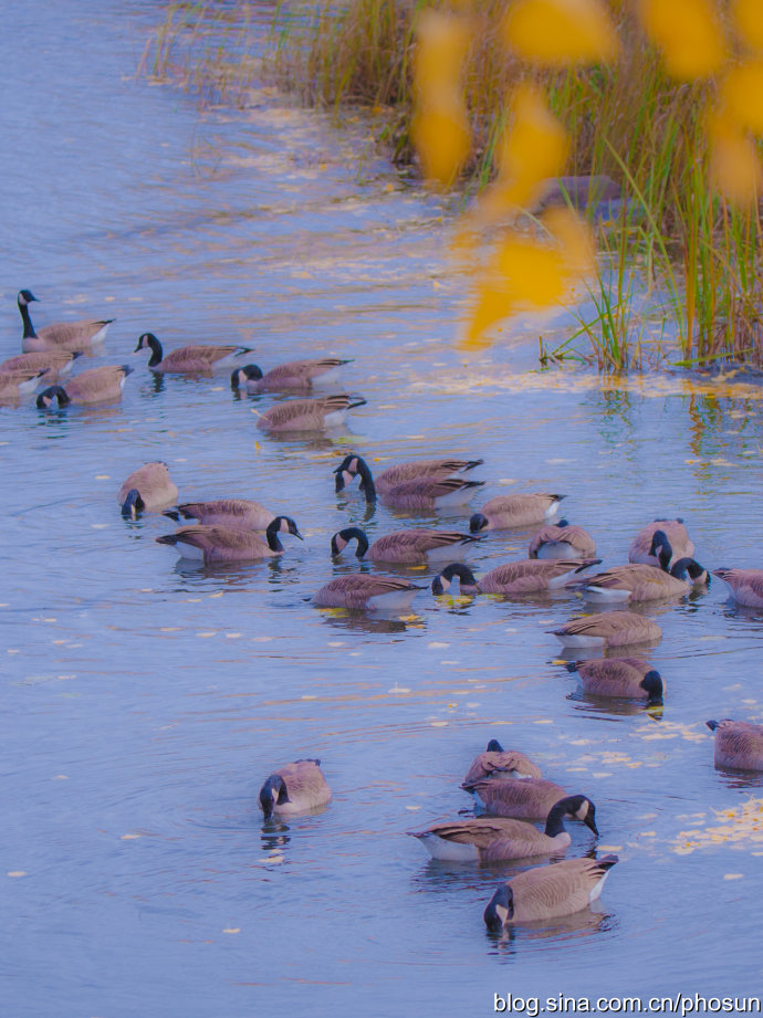 加拿大大雁泛滥成灾 (人类与大雁和谐共处视频)