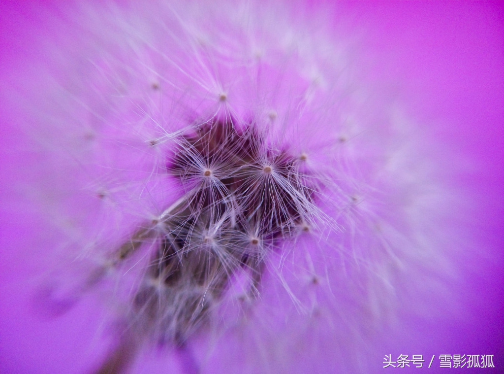 紫色烟花易冷的抖音,紫色烟花凝墨