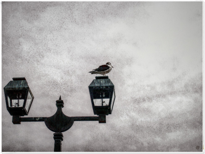 初秋日本快步东京，慢行北海道，泡汤美食8日