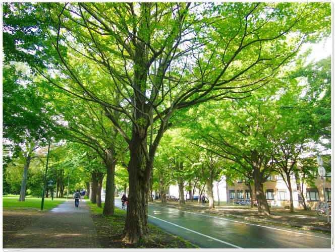 初秋日本快步东京，慢行北海道，泡汤美食8日