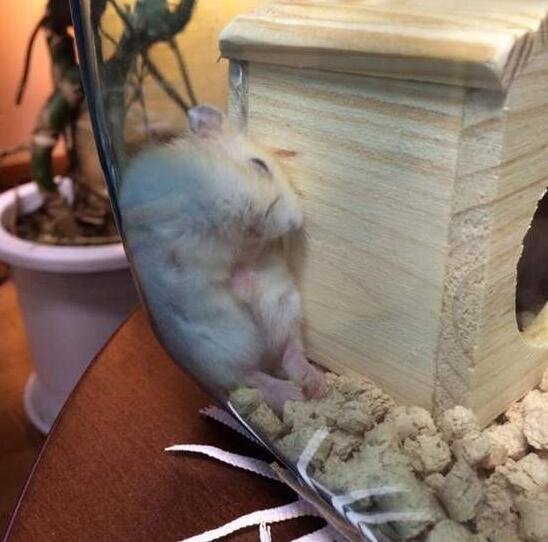 仓鼠就是贪吃爱睡的小萌物你真的都了解它们的习性吗？