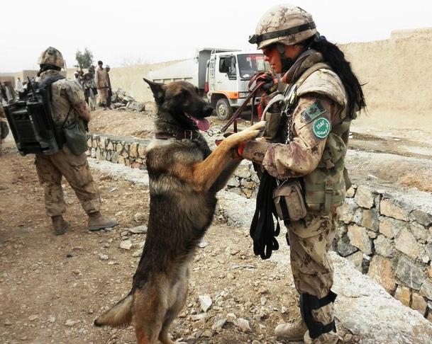 有一种狗叫你扛！狗狗黑背（德牧）的军旅生活！湄公河的哮天犬？