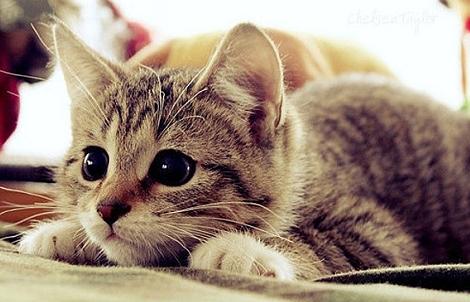 猫咪跟狗狗的生理小知识