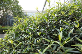 佳能16-35mmF2.8III镜头评测：9年换代值得等