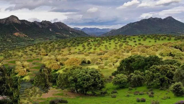 3000元1公斤的西班牙火腿配方、制作工艺揭秘!