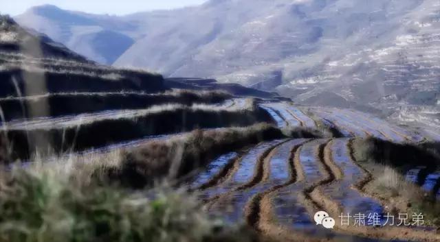 瑗垮拰鐧借妽,绉嶆鐧借妽鑷村瘜