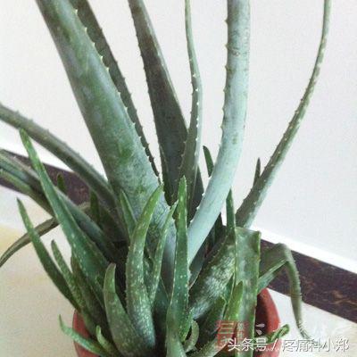 牙疼牙有个窟窿快速止疼偏方,上火牙疼快速止疼偏方4种药