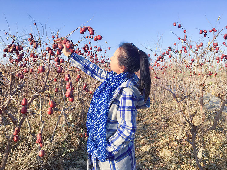 哈密大枣简介,乌鲁木齐哈密大枣