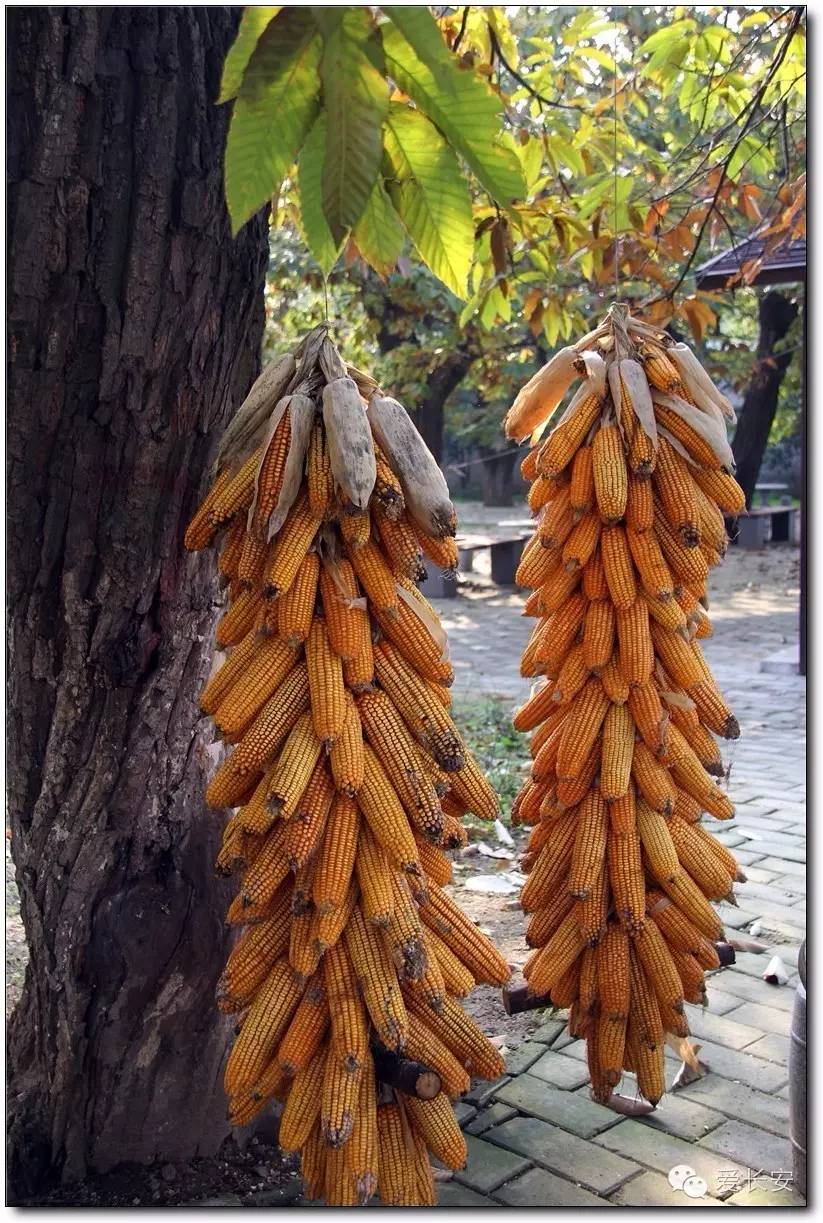 西宁南山秋景自驾游攻略一日游,旅游南山