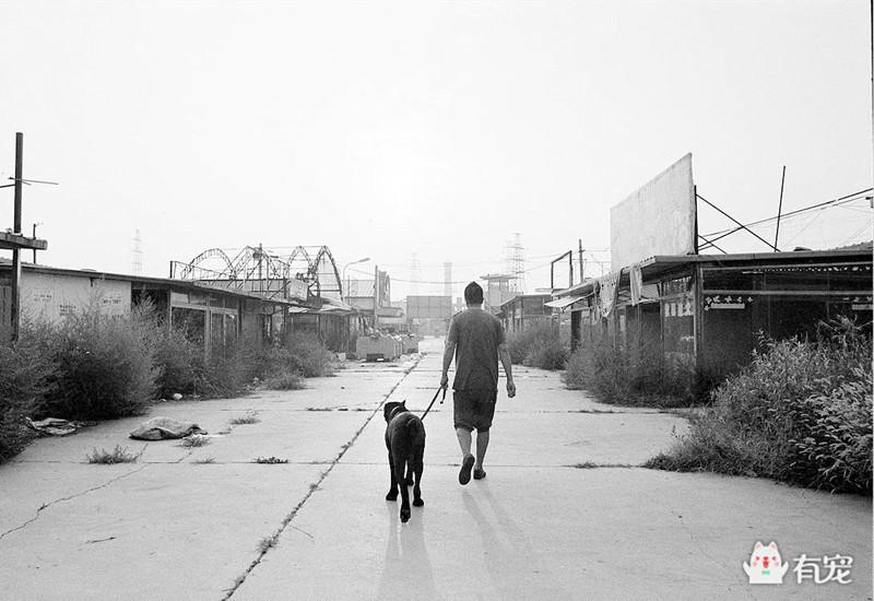 通州梨园狗市阿拉斯加,通州梨园狗市营业时间