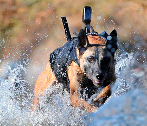 有一种狗叫你扛！狗狗黑背（德牧）的军旅生活！湄公河的哮天犬？