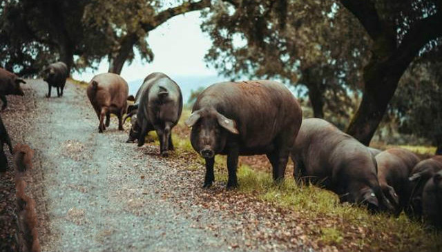 3000元1公斤的西班牙火腿配方、制作工艺揭秘!