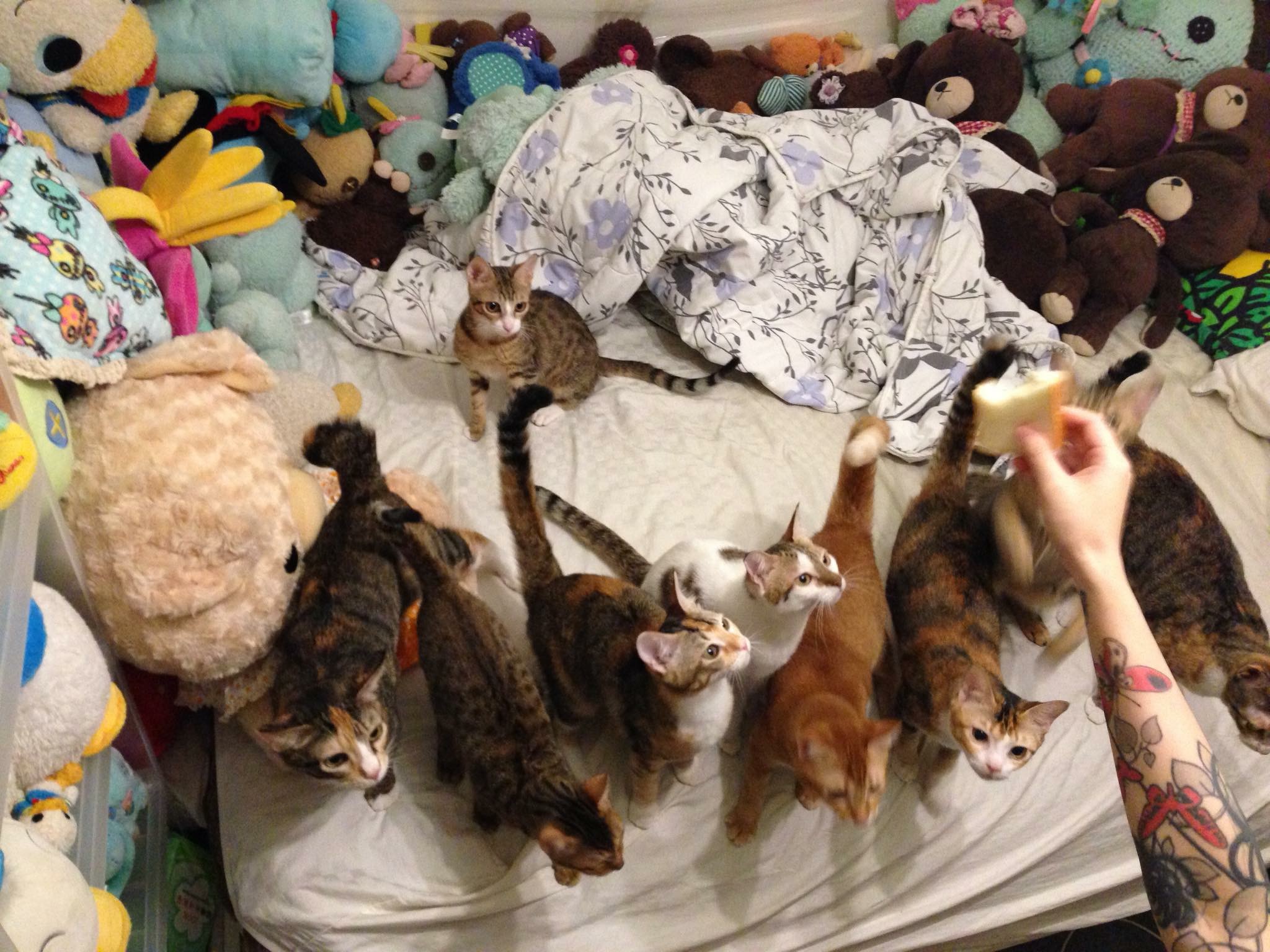 这个香港女孩，是20只残疾猫咪的妈妈：“我会照顾它们到老”