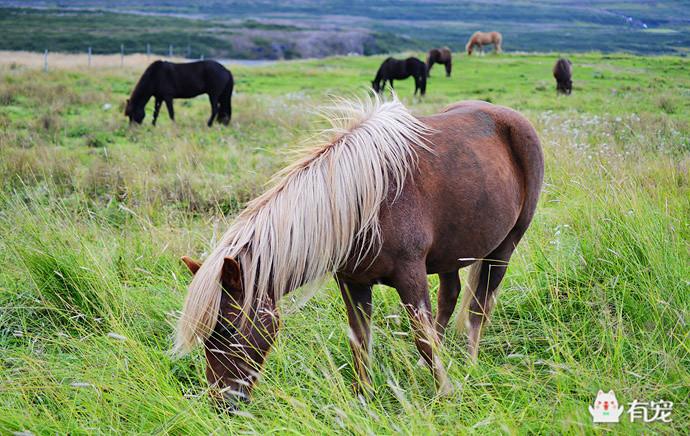 冰岛的马,正宗冰岛马图片