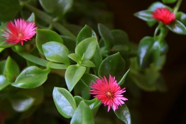 牡丹吊兰水培扦插方法,牡丹吊兰咋水培