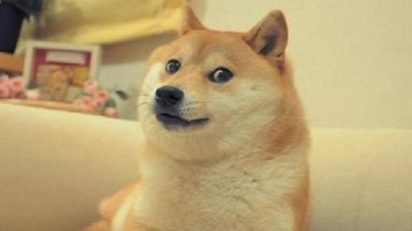 新旧“萌宠网红”哪家强？去问问那位做美甲的“腊肠”！