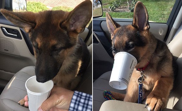 新旧“萌宠网红”哪家强？去问问那位做美甲的“腊肠”！