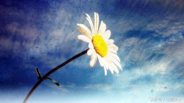 梦里花落知多少全文,梦里花落知多少