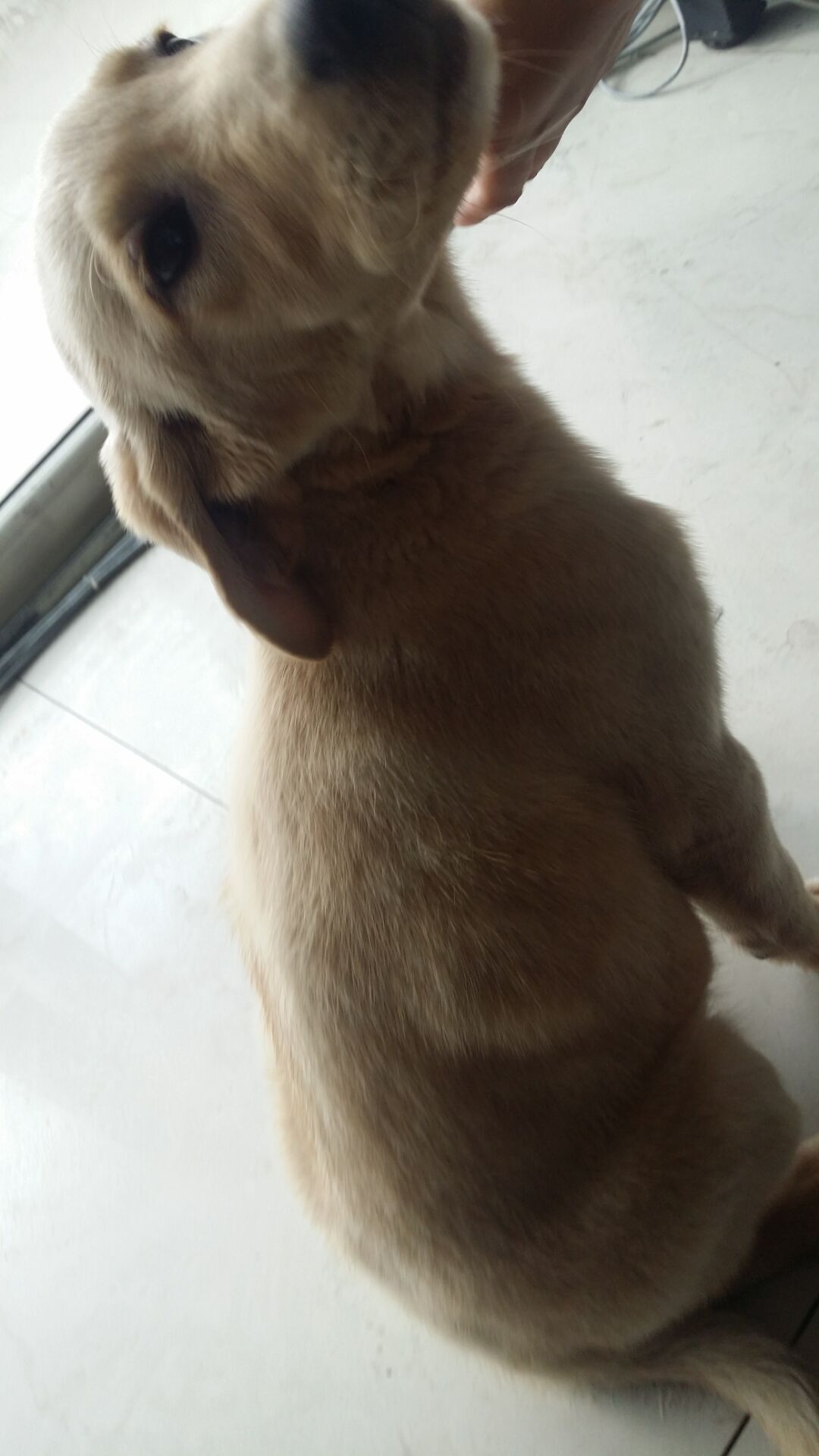 怎么判断犬瘟热狗狗好转,犬瘟热狗狗在家怎么护理