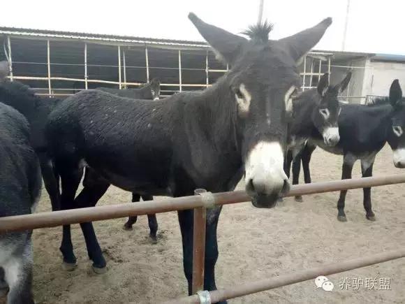 养驴疾病,养驴的正确方法与注意事项