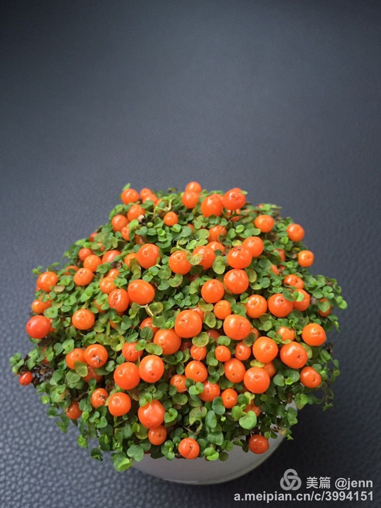 我的多肉小苗一直在露养用遮阳吗,露养冬天的第一盆多肉