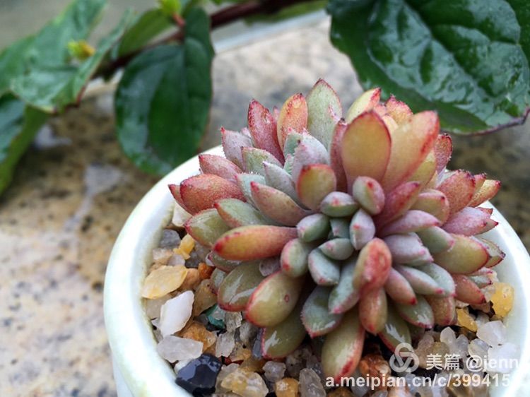 我的多肉小苗一直在露养用遮阳吗,露养冬天的第一盆多肉