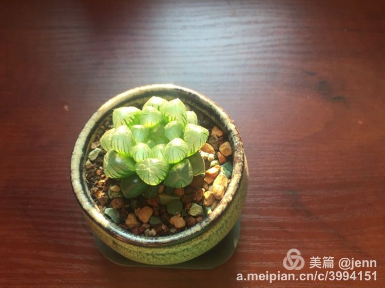 我的多肉小苗一直在露养用遮阳吗,露养冬天的第一盆多肉