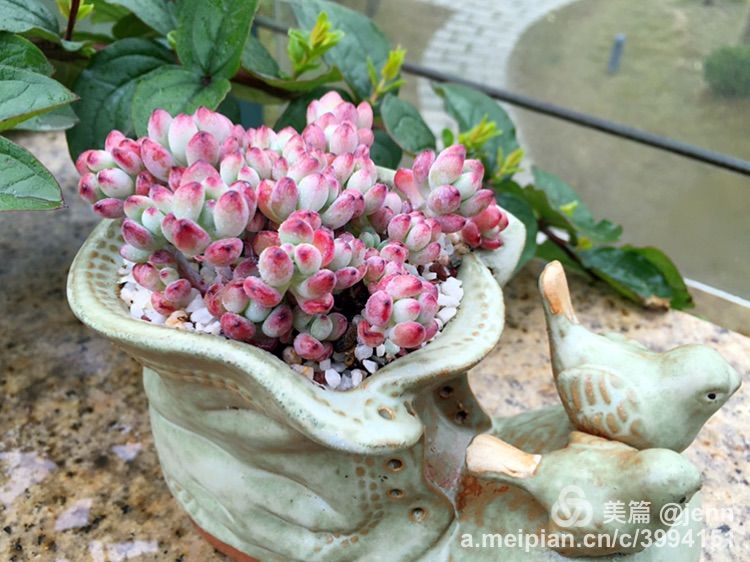 我的多肉小苗一直在露养用遮阳吗,露养冬天的第一盆多肉