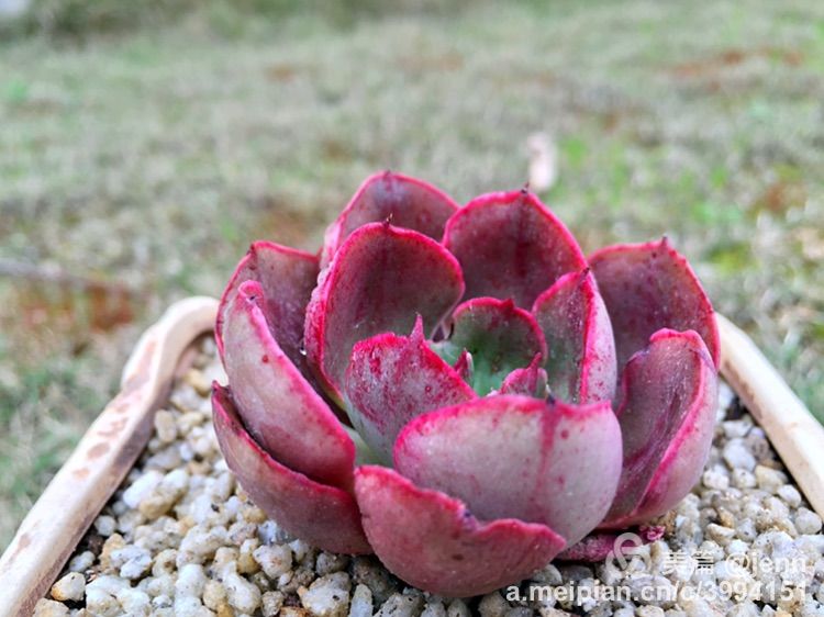 我的多肉小苗一直在露养用遮阳吗,露养冬天的第一盆多肉