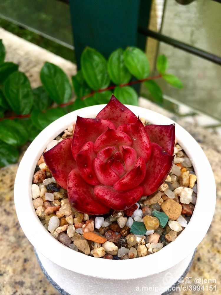 我的多肉小苗一直在露养用遮阳吗,露养冬天的第一盆多肉