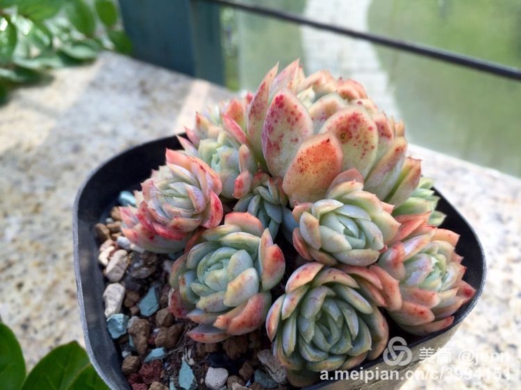 我的多肉小苗一直在露养用遮阳吗,露养冬天的第一盆多肉