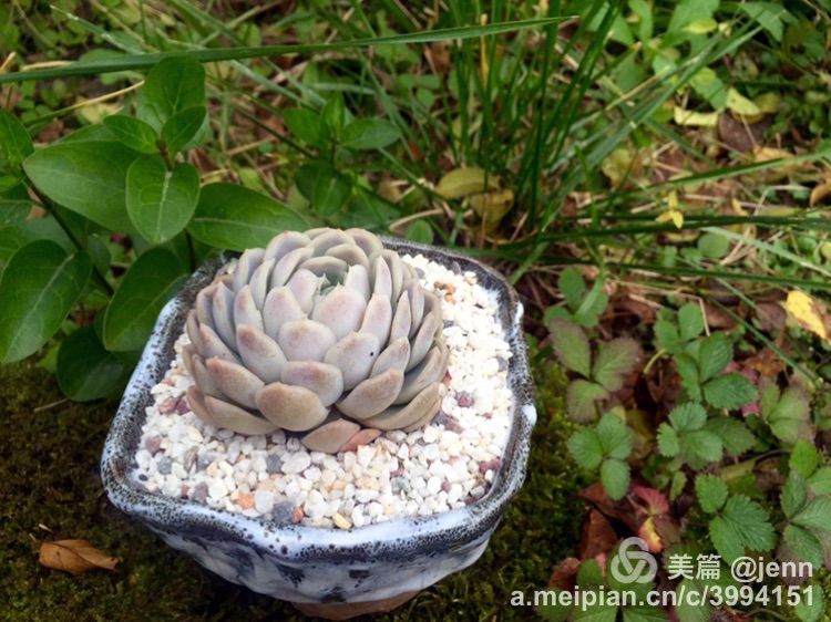 我的多肉小苗一直在露养用遮阳吗,露养冬天的第一盆多肉