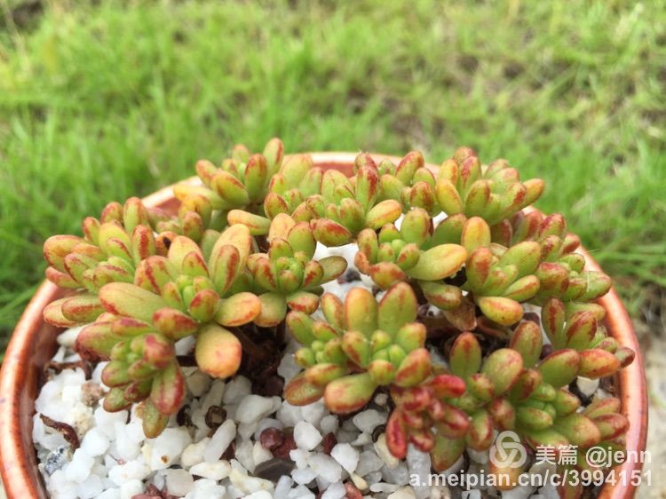 我的多肉小苗一直在露养用遮阳吗,露养冬天的第一盆多肉