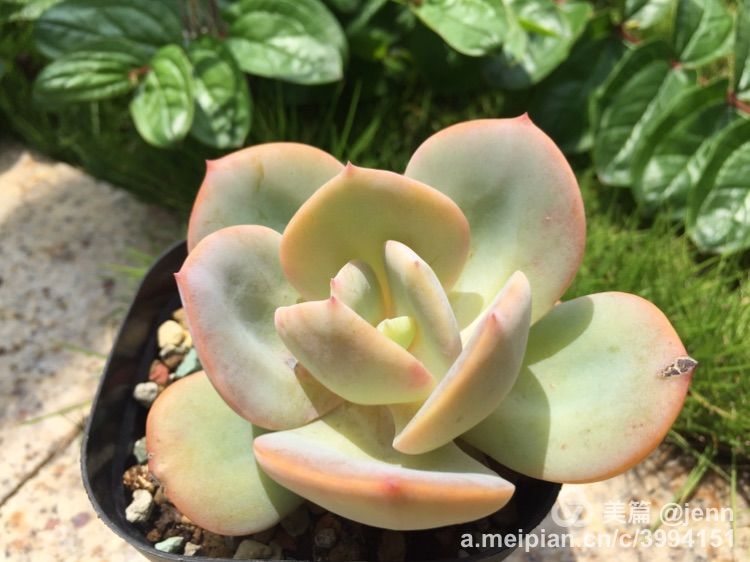 我的多肉小苗一直在露养用遮阳吗,露养冬天的第一盆多肉