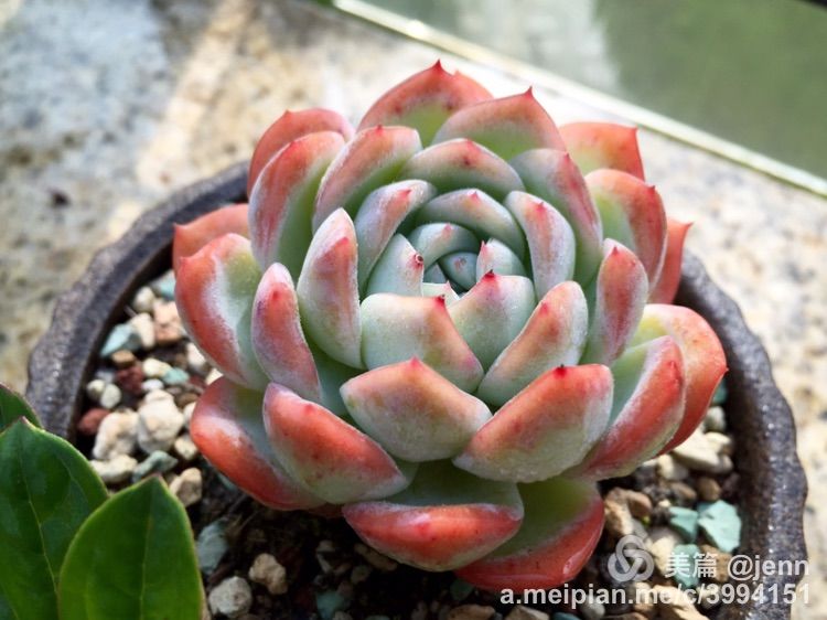 我的多肉小苗一直在露养用遮阳吗,露养冬天的第一盆多肉