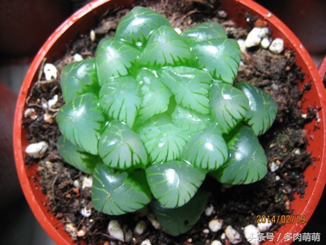 冰清玉洁的少女：冰灯玉露