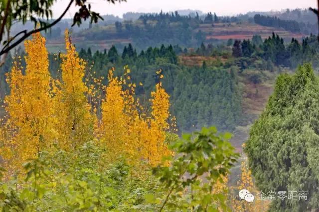 去金堂玉皇山养生谷耍一耍,金堂玉皇山一日游最佳路线