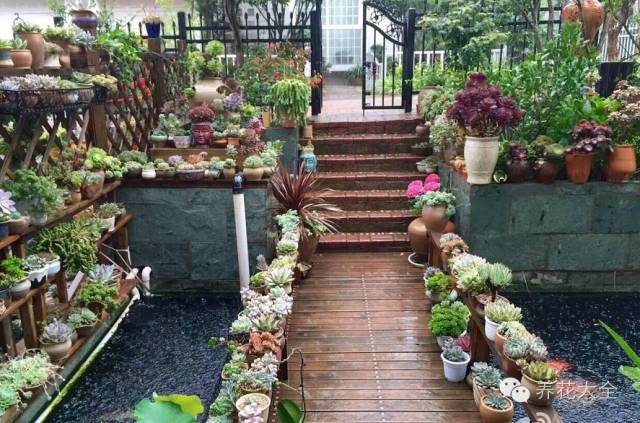 省下来的钱都用来种多肉了 (双十一福利多肉花盆)