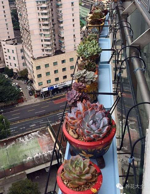 省下来的钱都用来种多肉了 (双十一福利多肉花盆)