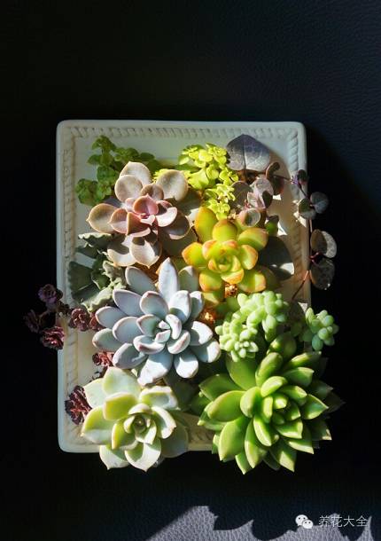 省下来的钱都用来种多肉了 (双十一福利多肉花盆)
