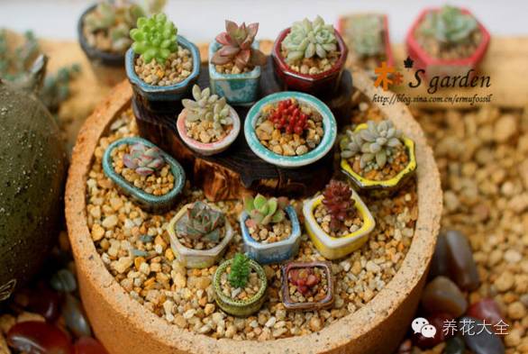 省下来的钱都用来种多肉了 (双十一福利多肉花盆)