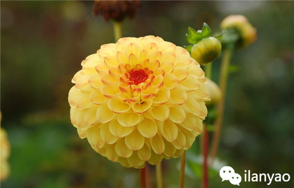 大丽花养殖方法之安全越冬攻略