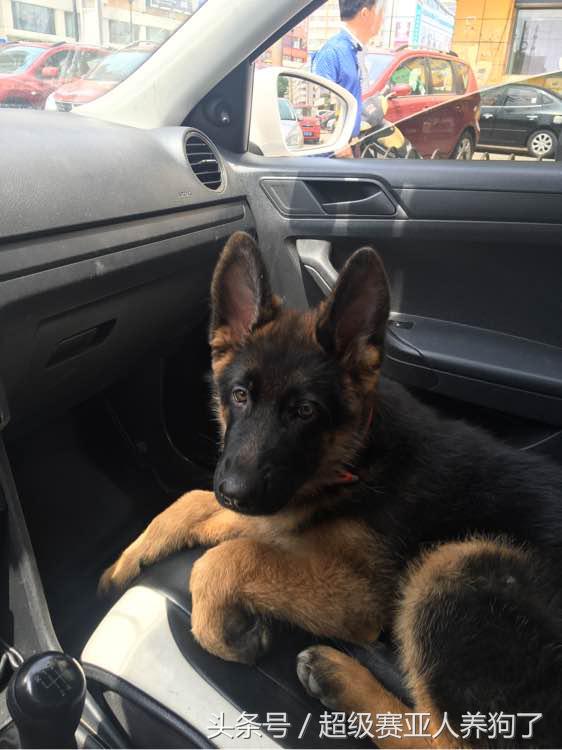 德国牧羊犬咬人还咬主人怎么办,德国牧羊犬咬人怎么办