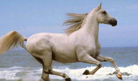 小白龙父亲真实身份,小白龙亲生父亲原来不是西海龙王