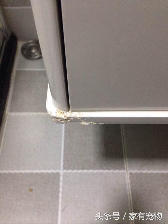 萨摩耶耳朵立不起来是串吗,萨摩耶耳朵立起来又垂下去了